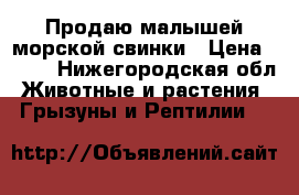 Продаю малышей морской свинки › Цена ­ 450 - Нижегородская обл. Животные и растения » Грызуны и Рептилии   